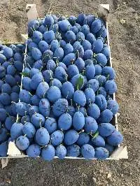 Fresh plums