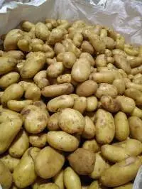 Fresh potatoes