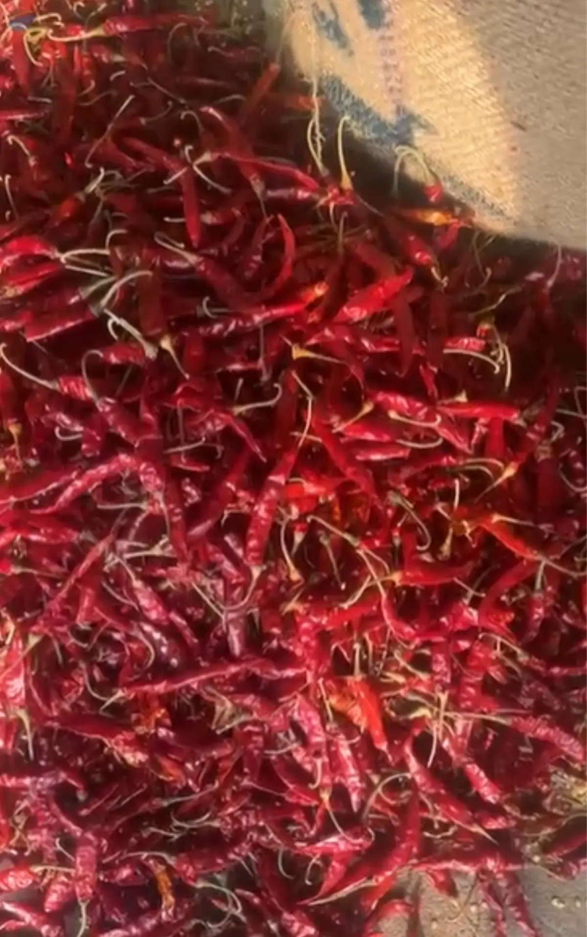 Dry Red Chilli (Teja, With stem / Stemless)