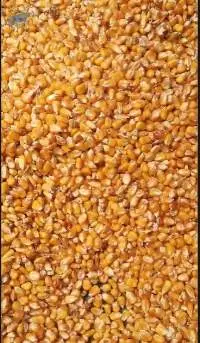 Maize