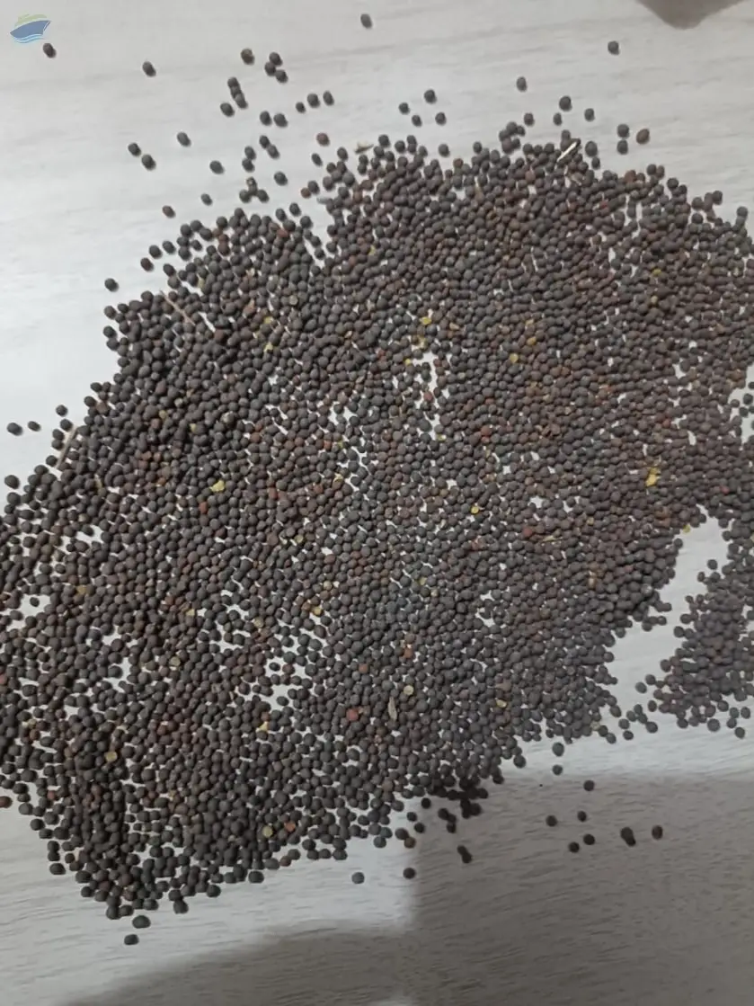 Black Mustard Seeds Premium Quality