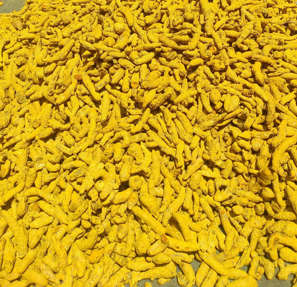 Dry Turmeric Finger