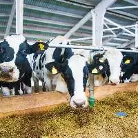 Premium Dairy Cow Feed