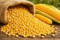 Premium Grade Yellow Maize Non GMO