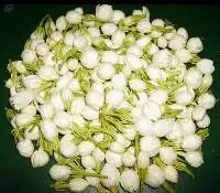 Jasmine