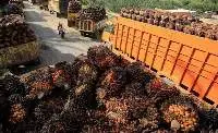 Crude Palm Oil
