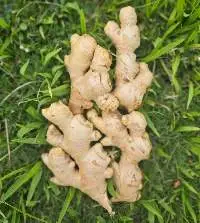 Indonesian Whole White Fresh Ginger