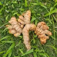 Indonesian Whole Fresh Turmeric Finger