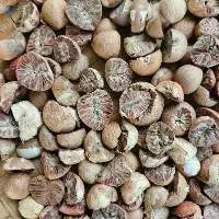 Premium Indonesian Betel Nuts or Areca Nuts