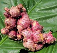 High Quality Indonesian Whole Fresh Red Ginger