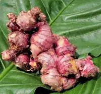 High Quality Indonesian Whole Fresh Red Ginger