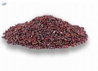 Mustard Seed