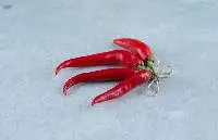 Premium Red Sannam S4 Chilli A Grade