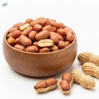 Groundnut