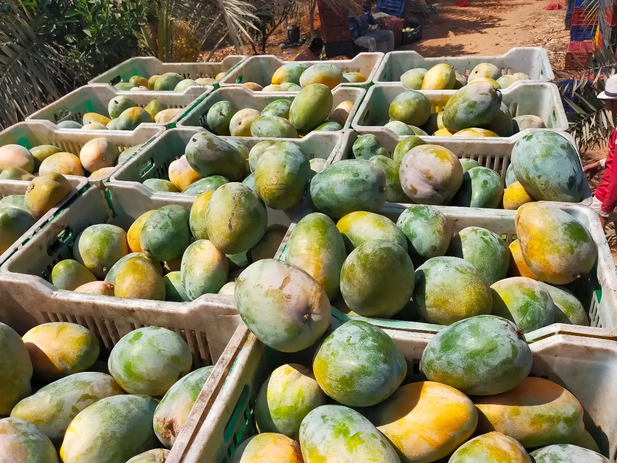 Fresh mango Keitt type