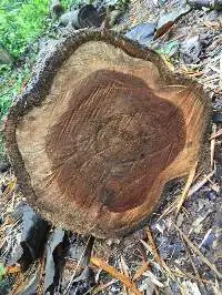 Teak Logs
