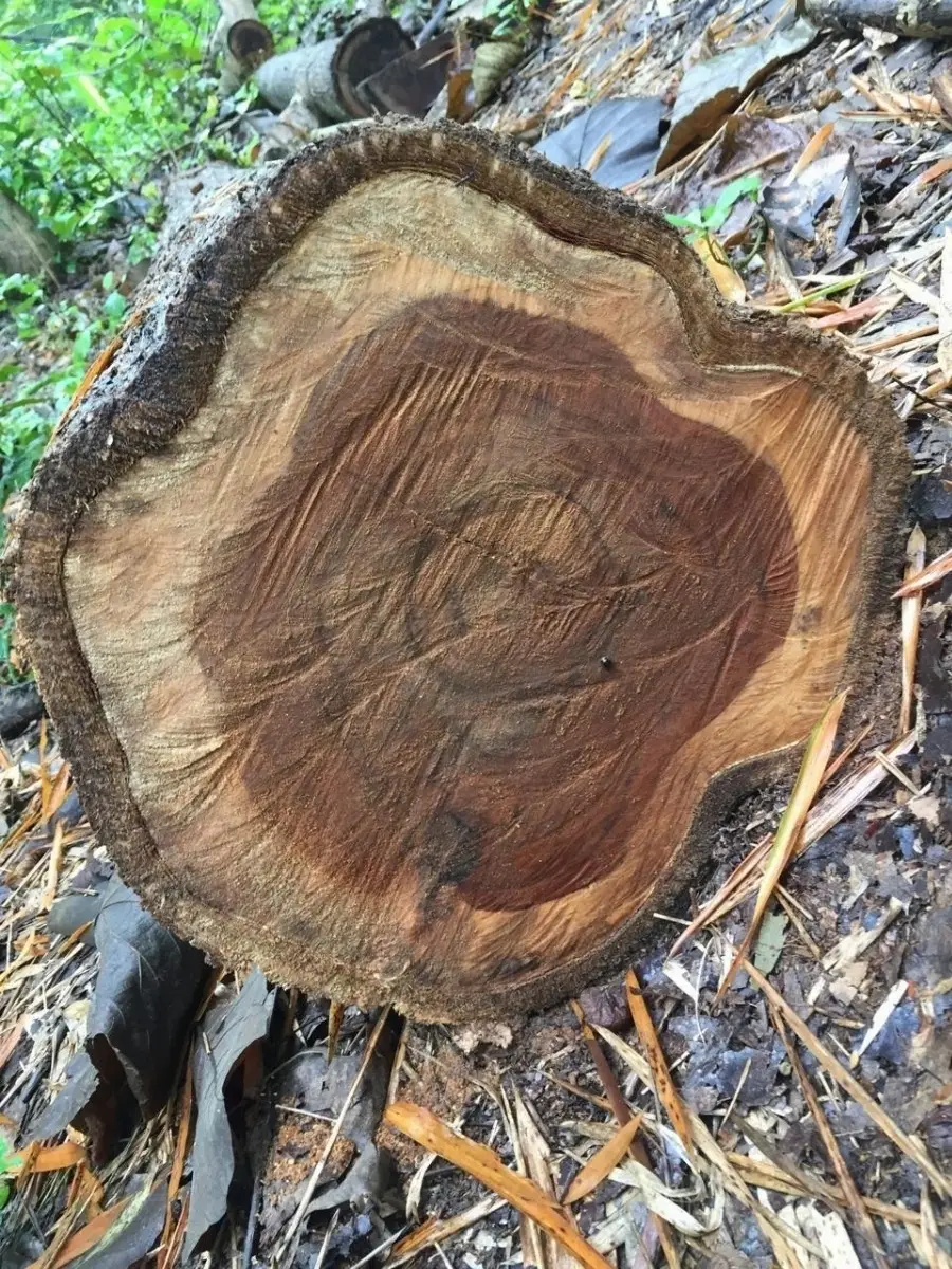 Teak Logs