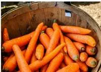 Carrots (Crunchy & Nutritious)