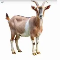 Live Goat