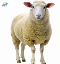 Live Sheep