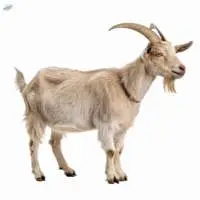Live Goat