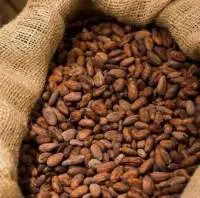 Dried Cocoa Beans