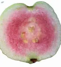 Fresh Crystal Guava (Premium Grade)