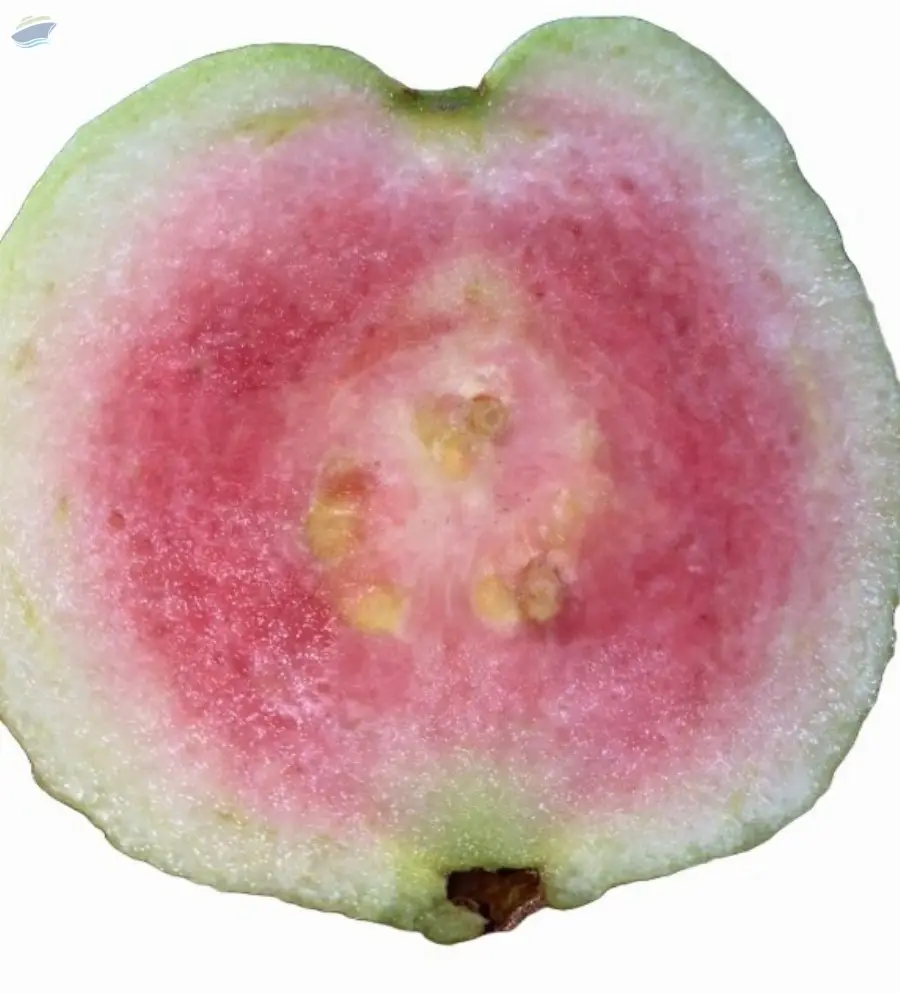 Fresh Crystal Guava (Premium Grade)