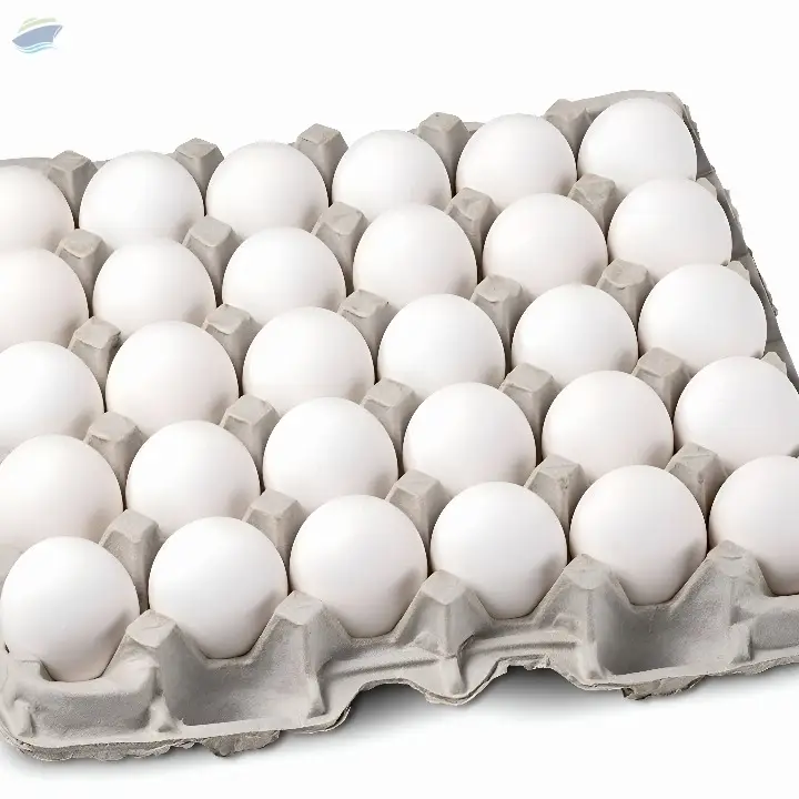 Egg