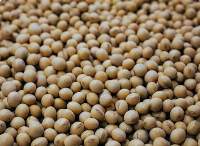 Non-GMO White Hilum Soybean Food