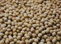 Non-GMO White Hilum Soybean Food