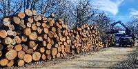 Hardwood Logs (Oak and Beech)