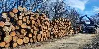 Hardwood Logs (Oak and Beech)