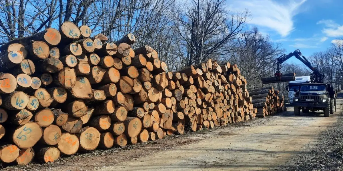 Hardwood Logs (Oak and Beech)
