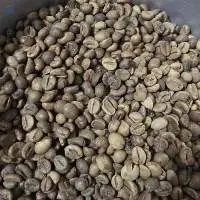 Robusta Lampung