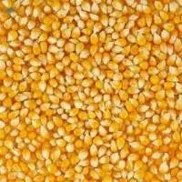 Maize