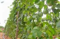 Fresh Passion Fruit