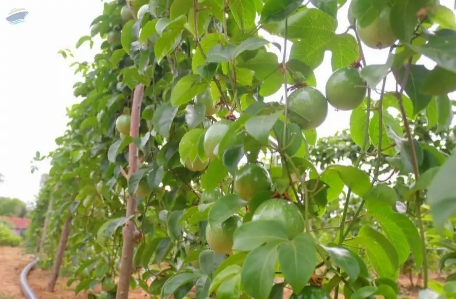 Fresh Passion Fruit