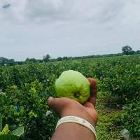 Guava