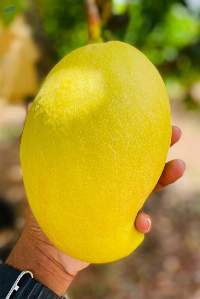 TGC Mango