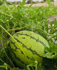 Watermelon