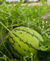 Watermelon