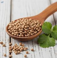 Coriander