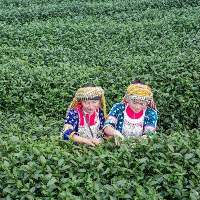 Assam Tea