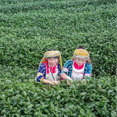 Assam Tea