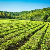 Darjeeling Tea