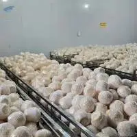 Fresh Coconut