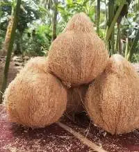 Coconuts