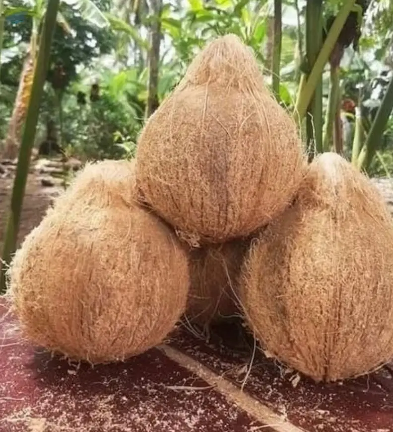 Coconuts