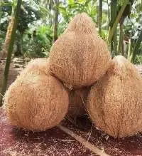 Coconuts